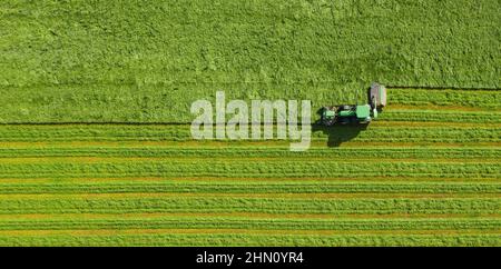 Raccolta del fieno in autunno da un prato Aerial vista dall'alto, fuco colpo Foto Stock