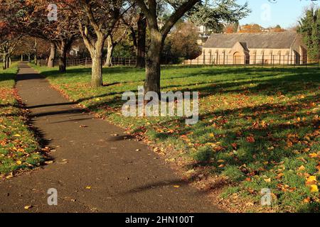 L'autunno parte accanto a un sentiero asfaltato nel prato dell'Abbazia di Torre, Torquay, Devon meridionale. Foto Stock