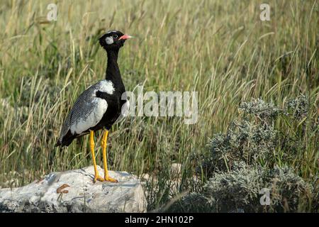 Un maschio Northern Black Korhaan su una roccia. Foto Stock