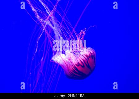 bella medusa rosa in acqua, dove il colore rosa evidenzia le caratteristiche di questa medusa Foto Stock