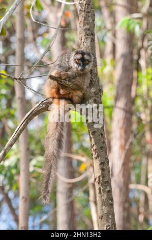 Lemure bruno comune (Eulemur fulvus) Foto Stock