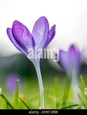 Macro primo piano di croci che crescono in un campo. Foto Stock