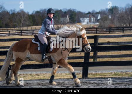 Herndon, VA, Stati Uniti. Una donna in abiti da equitazione inglese formale si siede a cavallo di un cavallo a piedi. Foto Stock