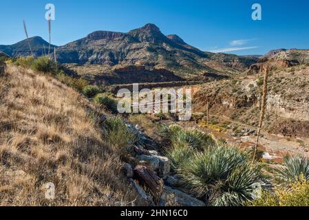 Yucche, erba mazzo, sopra il Salt River Canyon, US Route 60, zona di Mule Hoof Bend, riserva indiana di San Carlos, Eastern High Country, Arizona, Stati Uniti Foto Stock