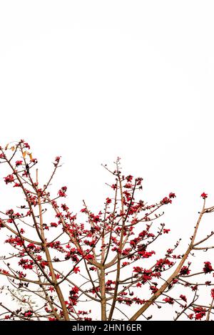 Fiori di bomba rossa fioriti sotto il cielo nuvoloso con spazio copia Foto Stock