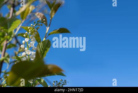 Fuoco selettivo di rami belli di fiori di ciliegio bianco sull'albero sotto il cielo blu Foto Stock