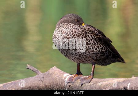 Anatra con fattura gialla, Sudafrica Foto Stock