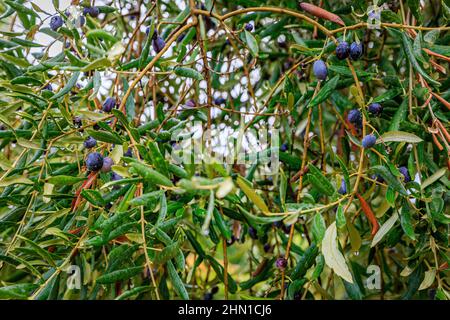 Piantagione di olive vicino al Mar Mediterraneo Pirano, Slovenia Foto Stock