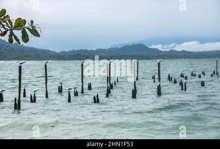 Royal terns (Thalasseus maximus) su posti, Cahuita National Park, Costa Rica Foto Stock