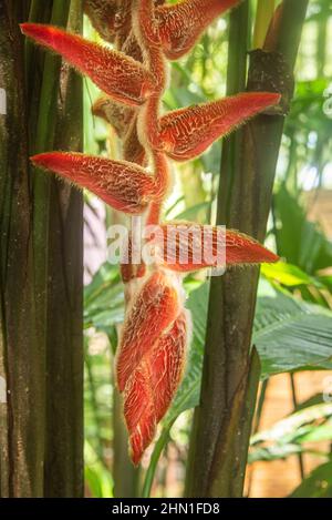 Heliconia danielsiana, Parco Nazionale di Cahuita, Costa Rica Foto Stock