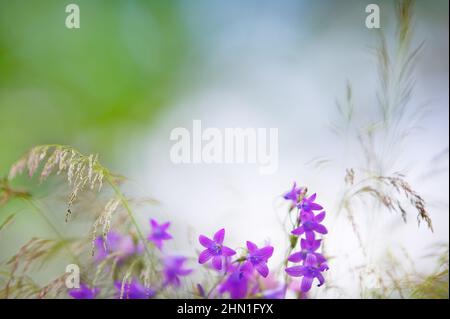 Bellflowers (Campanula patula) ed erbe. Fuoco selettivo e profondità di campo poco profonda. Foto Stock