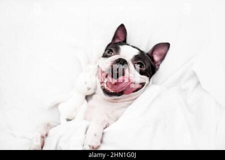 Un giovane e felice cane Boston Terrier si trova in un letto bianco neve con un ampio sorriso con un giocattolo morbido, avvolto in una coperta a casa in camera da letto Foto Stock