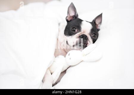 Un giovane e felice cane Boston Terrier si trova in un letto bianco neve con un giocattolo imbottito avvolto in una coperta a casa in camera da letto al mattino. Foto Stock