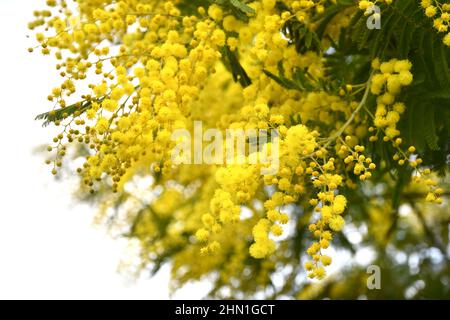primo piano dei fiori gialli di mimosa sulla pianta contro il cielo bianco Foto Stock