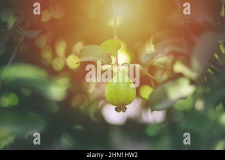 Verde Guava 'Jawafa' frutta appesa su un ramo di albero in agricoltura fattoria nella stagione di raccolta Qalqilya, Palestina Foto Stock