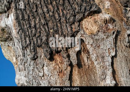 Effetto devastante del cambiamento climatico che sbuccia corteccia sugli alberi Foto Stock