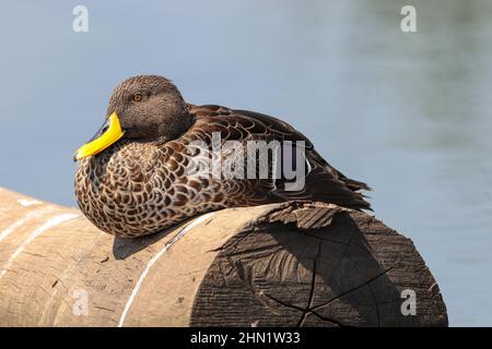 Anatra con fattura gialla, Sudafrica Foto Stock