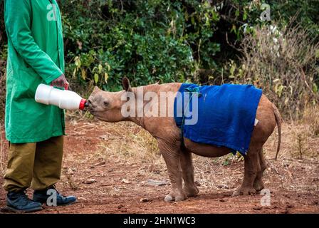 Rhinoceros nero orfano, bicornis di Diceros, bevendo da una bottiglia tenuta da un custode all'orfanotrofio dell'Elefante di Sheldrick, Nairobi, Kenya Foto Stock