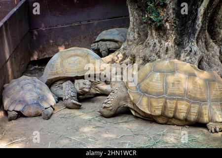 Tortoises di sulcata o tartarughe spurred africane, solfato di Geochelone, al Wildlife Learning Center, Sylmar, California, Stati Uniti Foto Stock