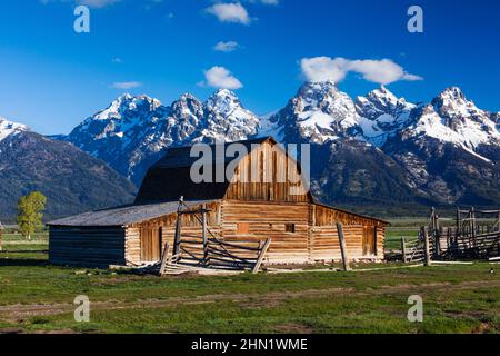 Barn at John Moulton Homestead a giugno, Mormon Row, Grand Teton NP, Wyoming, USA Foto Stock