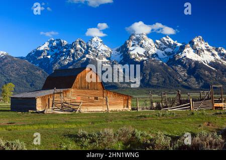 Barn at John Moulton Homestead a giugno, Mormon Row, Grand Teton NP, Wyoming, USA Foto Stock