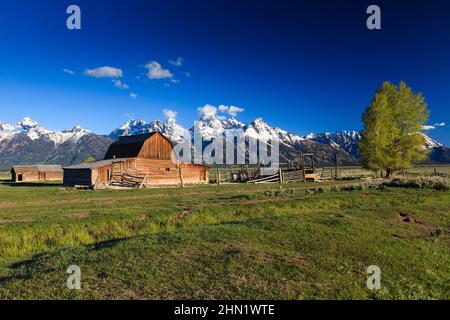 Barn at John Moulton Homestead a giugno, Mormon Row, Grand Teton NP, Wyoming, USA Foto Stock