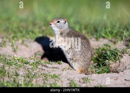 Uinta Ground Squirrel (Spermophilus armatus), Grand Teton NP, Wyoming, USA Foto Stock