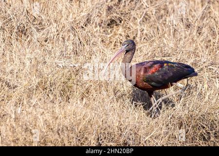 Lucida ibis (Plegadis falcinellus) arroccata Foto Stock