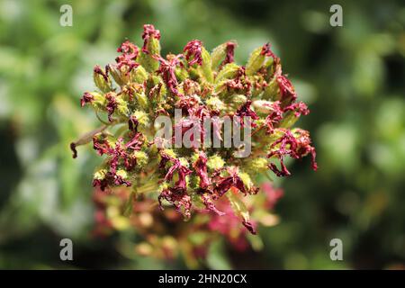 Primo piano di una testa di fiori a croce maltese trascorsa Foto Stock