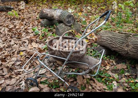 carrello da giardino con cestino di noci in giardino in autunno Foto Stock