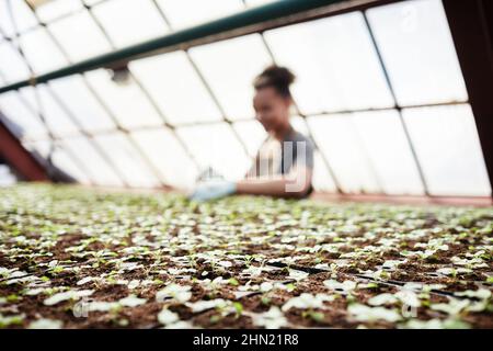 Fuoco selettivo su gruppo di piccoli vasi di torba con piante verdi con figura sfocata di giovane agricoltore femmina che allenta il terreno dove germogli crescono Foto Stock