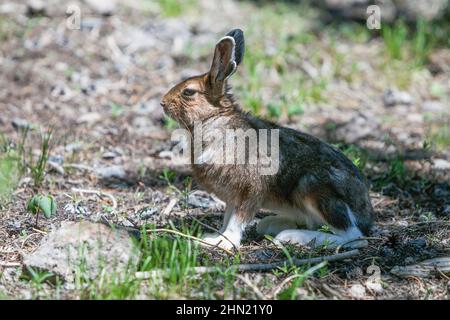 Racchette da neve Lepre (Lepus americanus) che riposa all'ombra del calore estivo, Yellowstone NP, Wyoming, USA Foto Stock