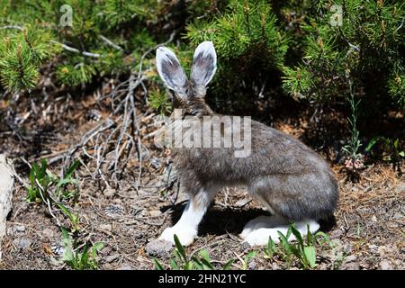 Racchette da neve Hare (Lepus americanus) buck alla ricerca di doe tra cespugli in estate, Yellowstone NP, Wyoming, USA Foto Stock
