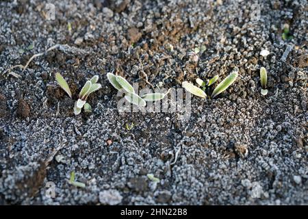 Giovani piante di barbabietola rossa che crescono nel giardino coperto di gelo. Gelo della notte di primavera. Foto Stock