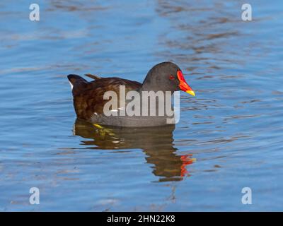 Moorhen Gallinula chloropus ritratto in inverno a Cley riserva naturale North Norfolk Foto Stock