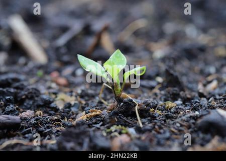 Stellaria media - le alghe, è una pianta da fiore annuale e perenne della famiglia delle Caryophyllaceae. Erbaccia diffusa e comune in agricolo. Foto Stock