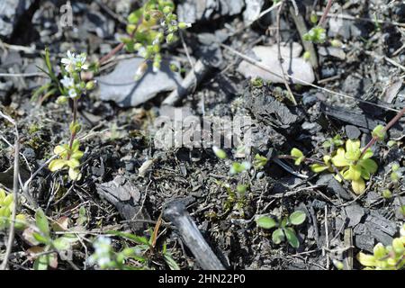 Primo piano sul coleottero della tigre settentrionale, Cicindela Hybrid nascondendosi in vegetazione sparsa sul lato di una strada sabbiosa. Foto Stock