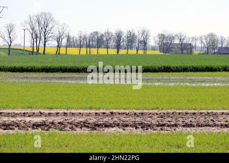 Paesaggio agricolo con campi verdi sulle colline dell'Europa centrale. Foto Stock