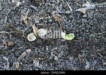 Giovani piante di lattuga che crescono nel giardino coperto di gelo. Gelo della notte di primavera. Foto Stock