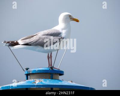 I gabbiani, Larinae latina, formano una sottofamiglia nell'ordine di rapaci o di rapaci e gabbiano, anche Charadriiformes. Foto Stock