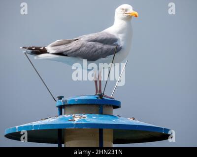 I gabbiani, Larinae latina, formano una sottofamiglia nell'ordine di rapaci o di rapaci e gabbiano, anche Charadriiformes. Foto Stock