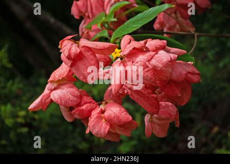 Il Mussaenda eritrophylla (sangue di Ashanti) è un arbusto sempreverde dell'Africa occidentale ma si trova in giardini attraverso regioni tropicali e subtropicali Foto Stock