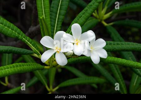 La Plumeria alba (gelsomino dell'India occidentale) ha una gamma nativa che va da Porto Rico alle Isole Windward, ma è ora ampiamente coltivata come pianta ornamentale. Foto Stock