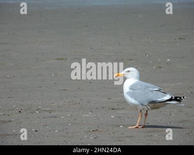 I gabbiani, Larinae latina, formano una sottofamiglia nell'ordine di rapaci o di rapaci e gabbiano, anche Charadriiformes. Foto Stock