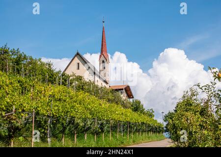 Dorfkirche mit Weinberg und Appellantage in Südtirol, in Italia, chiesa di paese con vigneto e piantageno di mele in Alto adige Foto Stock