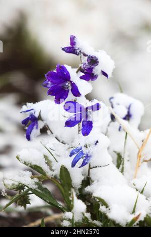 Larkspur (Consolida ajacis) nella tempesta di neve estiva, Dunraven Pass, Yellowstone NP, Wyoming, USA Foto Stock