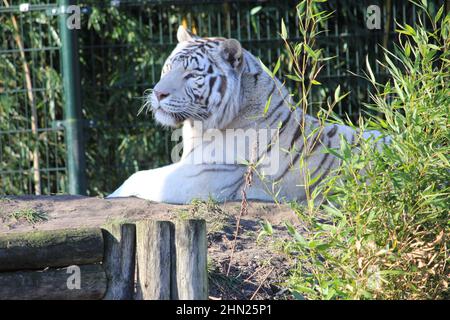 Tigre bianca in Overloon Zoo nei Paesi Bassi Foto Stock