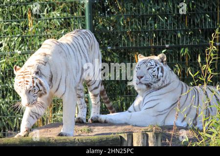 Tigre bianca in Overloon Zoo nei Paesi Bassi Foto Stock