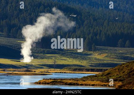 Pennacchio di vapore geyser e gregge di pellicani americani volanti (Pelecanus erythrorhynchos) nell'alta Hayden Valley, Yellowstone NP, Wyoming Foto Stock