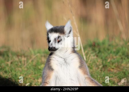 Lemure con coda ad anello nello Zoo di Overloon Foto Stock